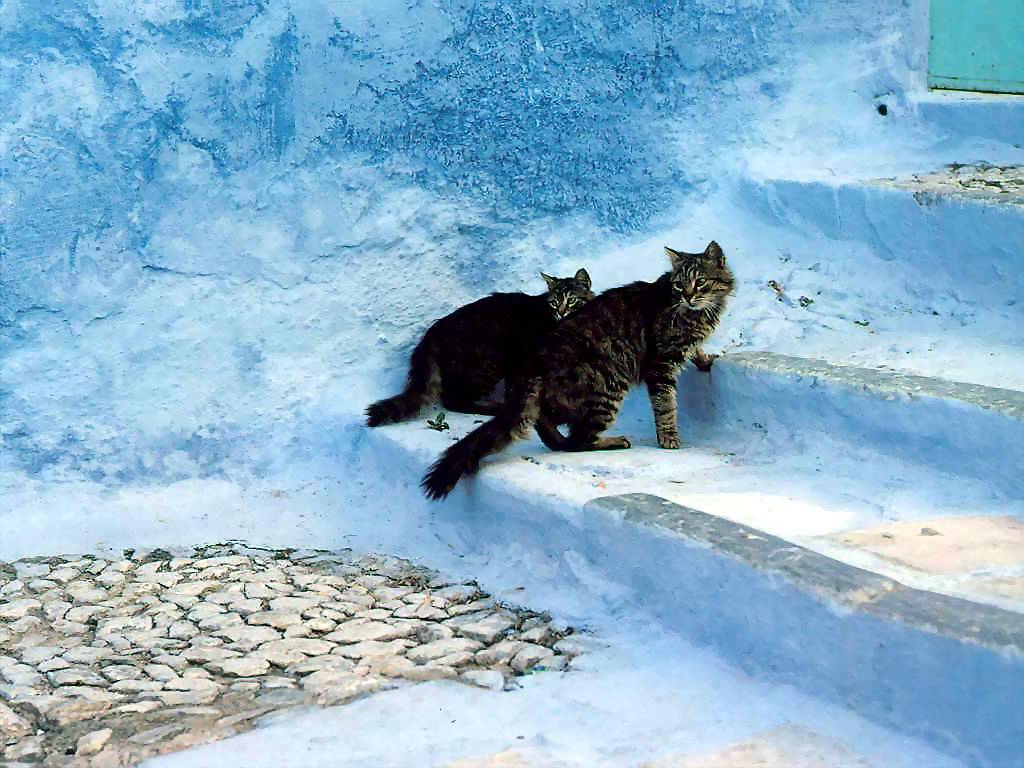 Gatti (264)